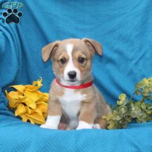 Buster, Pembroke Welsh Corgi Puppy